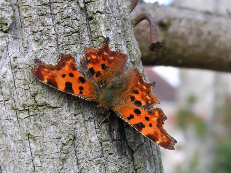 Un papillon robert le diable sur un vieux  poteau en acacia.Pascal Mathias